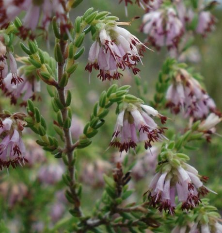 Erica labialis plump leaves